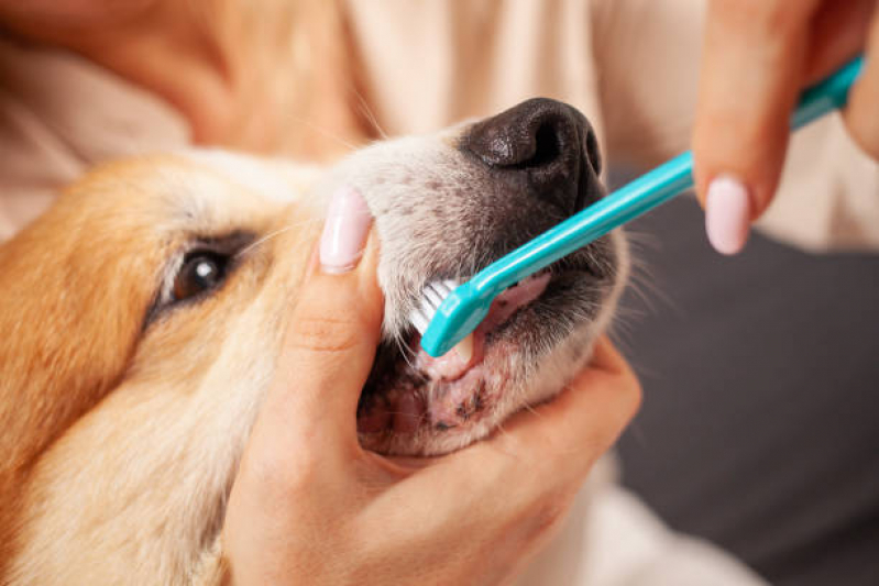Onde Faz Limpeza de Tártaro em Cachorro Vila Mimosa - Limpeza Dentária Canina