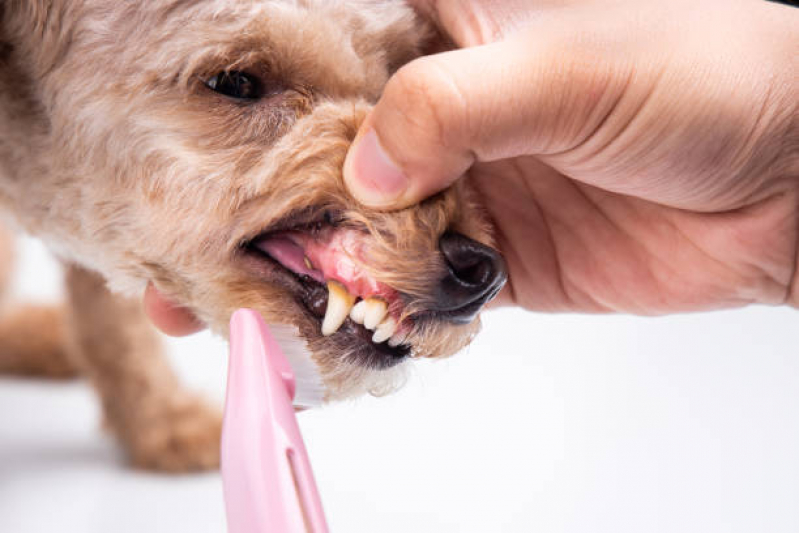 Onde Faz Limpeza de Tártaro em Cães Taquaral - Limpeza Dentária Canina