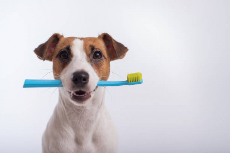 Onde Faz Limpeza Dentária Canina Parque Prado - Limpeza de Tártaro de Cães