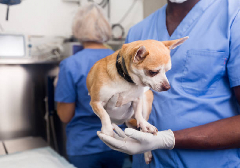 Onde Fazer Cirurgia Castração Cachorro Parque São Martinho - Cirurgia de Catarata para Cachorro