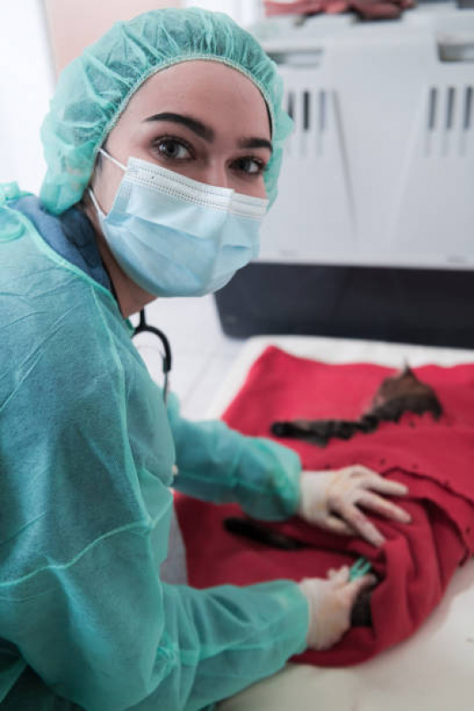 Onde Fazer Cirurgia de Castração de Cachorro Jardim Nova Itaguaçu - Cirurgia de Catarata em Cães