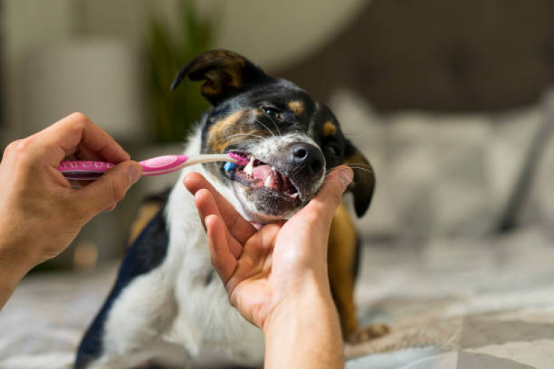 Onde Fazer Limpeza de Tártaro em Cães Vila União - Limpeza Dentária Canina