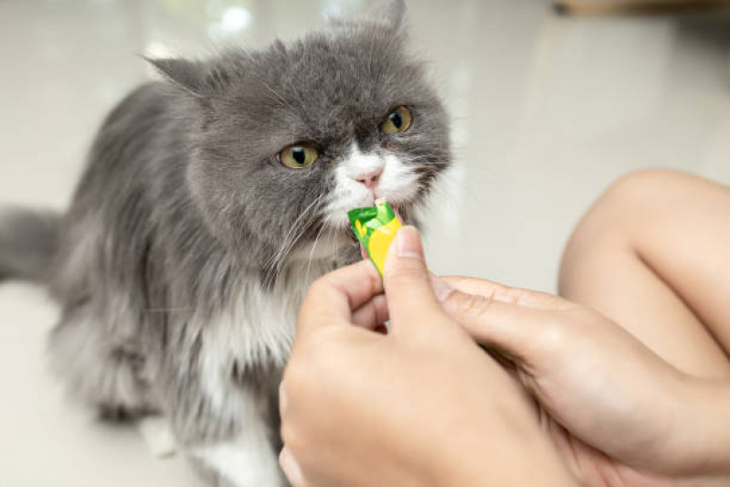 Onde Fazer Limpeza de Tártaro para Gatos Gramado - Limpeza Dentária Canina