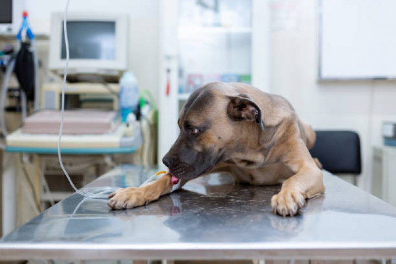 Onde Fazer Ozonioterapia Cachorro Chácara da Barra - Ozonioterapia para Animais Pequenos