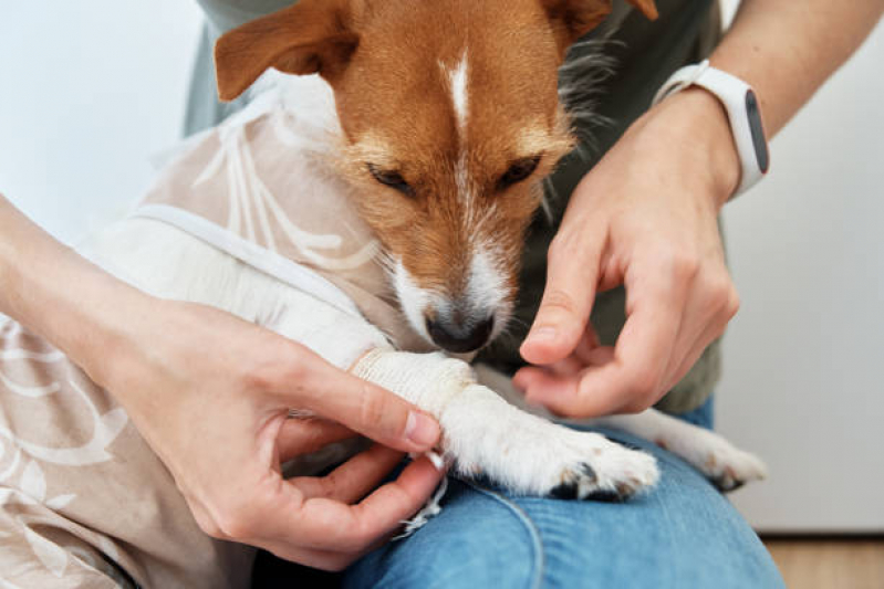Onde Fazer Ozonioterapia Cães Vila Teixeira - Ozonioterapia para Cachorro