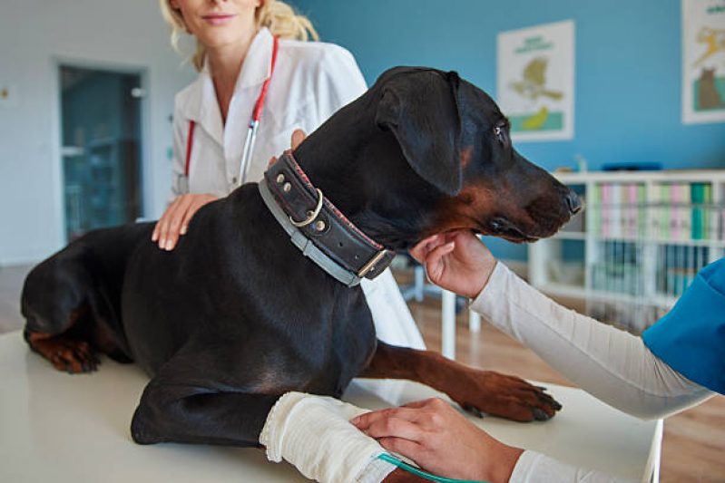 Onde Fazer Ozonioterapia para Animais Pequenos Friburgo - Ozonioterapia para Cachorro Campinas