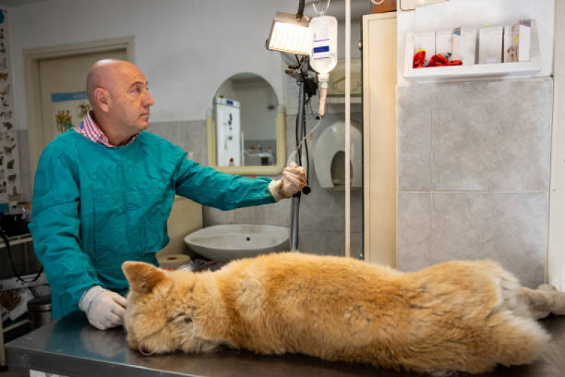 Onde Fazer Ozonioterapia para Cães Idosos Núcleo Residencial Vila Vitória - Ozonioterapia para Animais