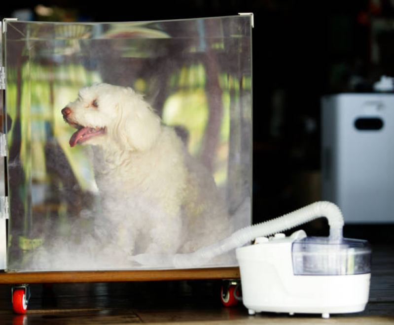 Onde Fazer Ozonioterapia para Cães Jardim Santa Genebra - Ozonioterapia para Animais Pequenos
