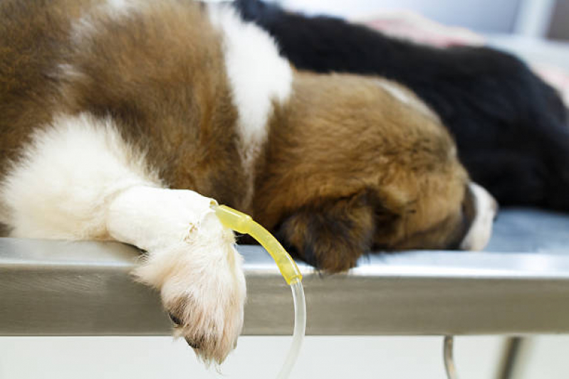 Onde Fazer Ozonioterapia para Gatos Parque da Figueira - Ozonioterapia para Cães Idosos