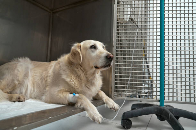 Onde Fazer Ozonioterapia Pet DIC IV - Ozonioterapia Cachorro