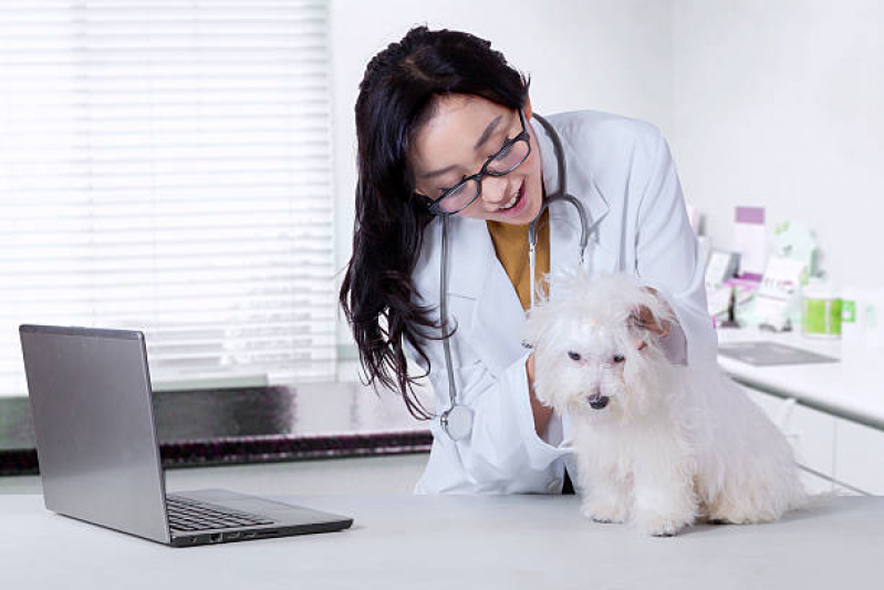 Onde Marcar Consulta Veterinária Dermatológica para Cachorro Chácara Primavera - Consulta Veterinária para Animais de Estimação