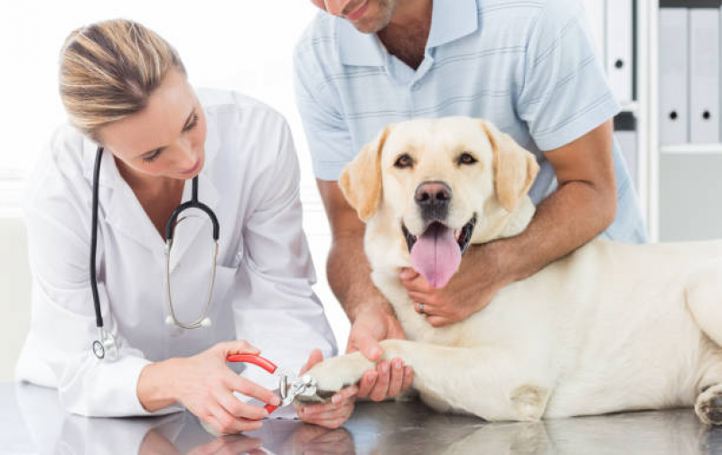 Onde Marcar Consulta Veterinária para Cachorro Residencial Parque Bandeirantes - Consulta para Animais