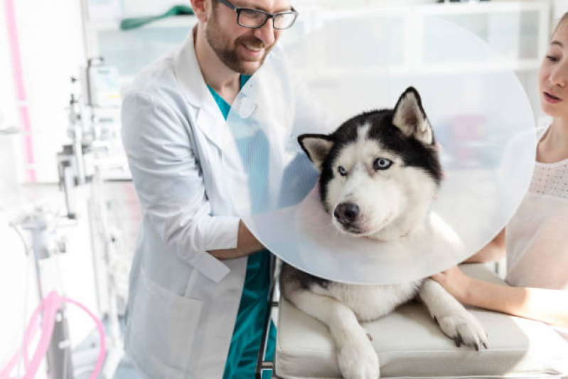 Onde Marcar Consulta Veterinária para Cachorros Bosque - Consulta Veterinária Dermatológica para Cachorro