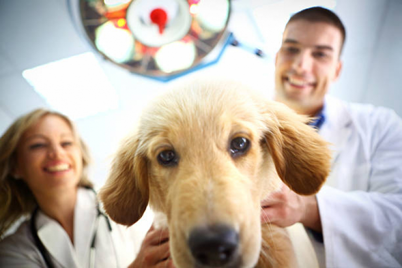 Onde Tem Check Up Canino Jardim Santana - Check-up Veterinário para Gatos