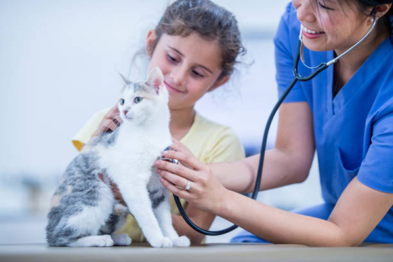 Onde Tem Check-up Veterinário para Gatos Chácara Primavera - Check Up para Gato