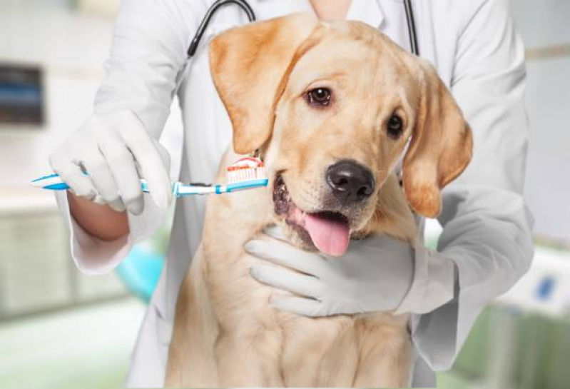 Onde Tem Odonto para Cachorro Jardim Shangai - Odontologia para Cães