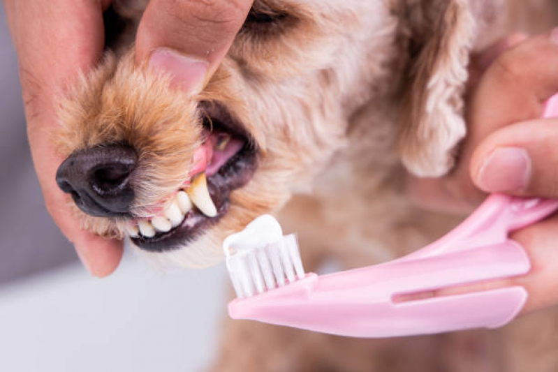 Onde Tem Odonto para Cães e Gatos Conjunto Residencial Sousa Queirós - Odonto Veterinária