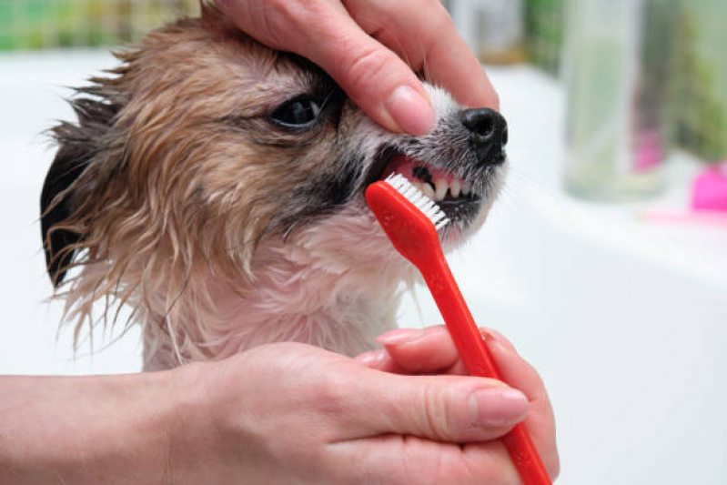 Onde Tem Odonto para Cães Vila Perseu Leite de Barros - Odontologia Animal São Paulo