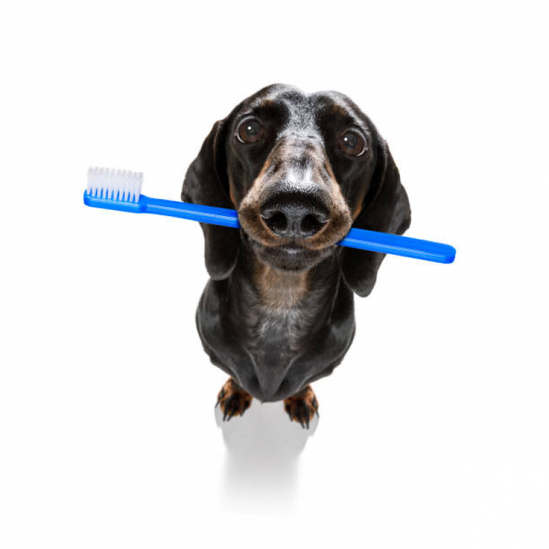 Onde Tem Odontologia Animais Vila Nova - Odontologia para Cachorros e Gatos
