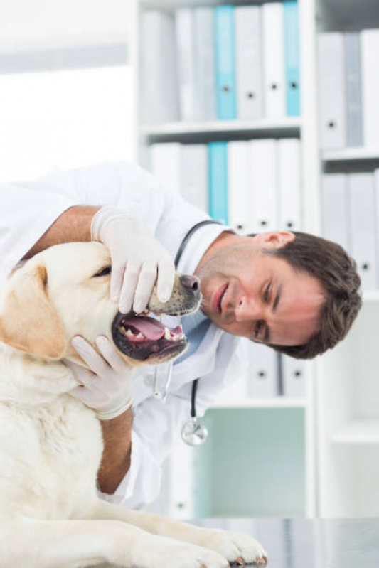 Onde Tem Odontologia Animal Vila San Martin - Odonto para Cães