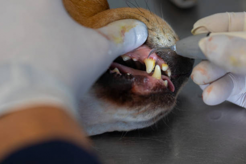 Onde Tem Odontologia Cachorro Jardim Bela Vista - Odontologia para Cães