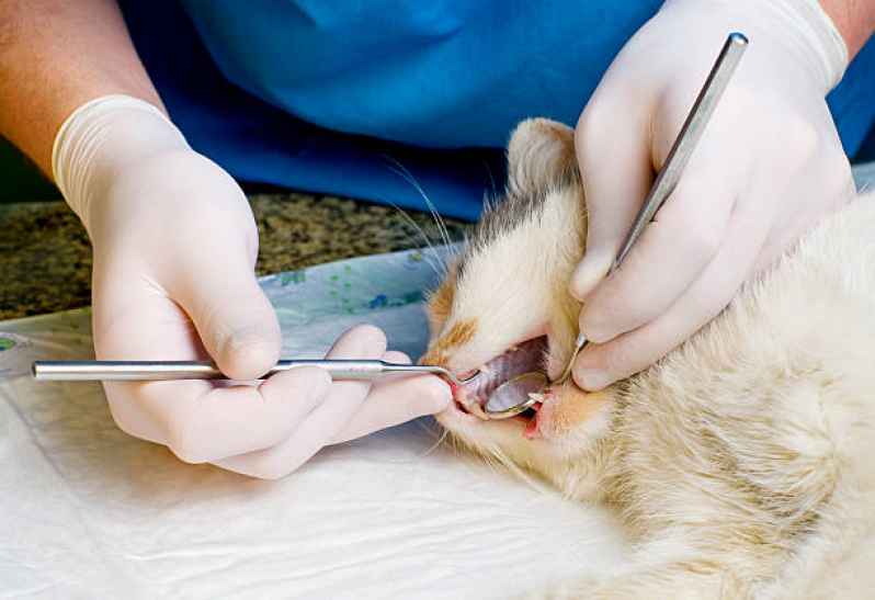 Onde Tem Odontologia para Animais Domésticos Parque São Martinho - Odontologia Veterinária para Cachorros