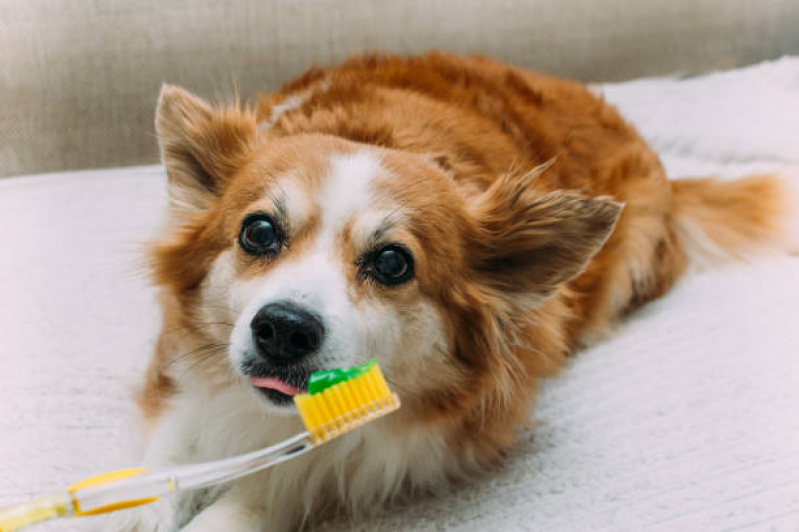 Onde Tem Odontologia para Cachorros de Médio Porte Parque Fazendinha - Odonto Pet