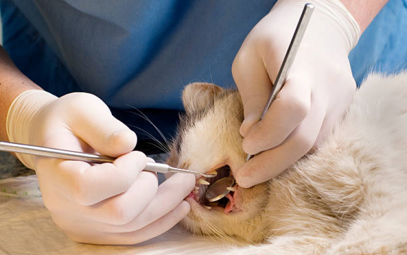 Onde Tem Odontologia para Gato Parque dos Pomares - Odontologia para Cachorro Campinas