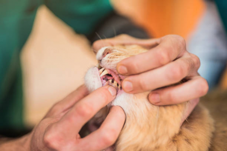 Onde Tem Odontologia Pet Mansões Santo Antônio - Odontologia para Gatos e Cachorros