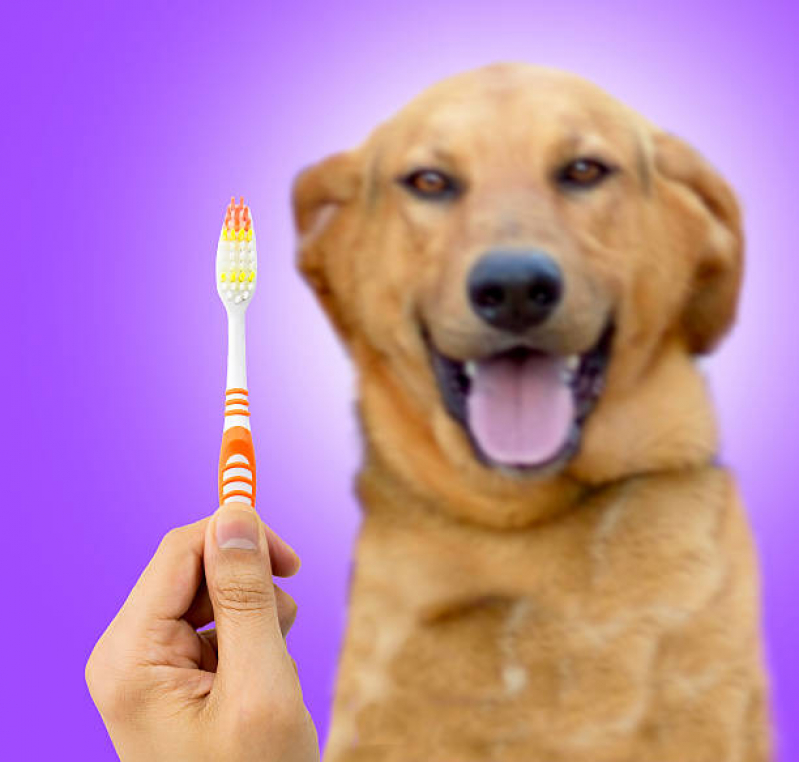 Onde Tem Odontologia Veterinária para Cachorros Chácara Primavera - Odontologia para Cachorros