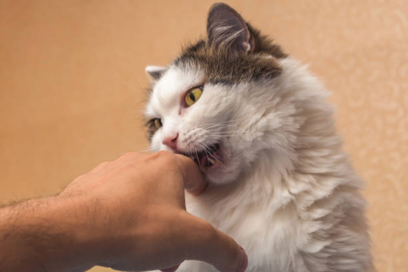 Onde Tem Odontologia Veterinária Jardim Madalena - Odonto para Gatos