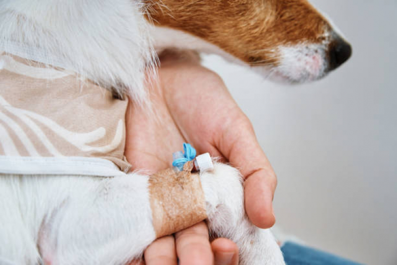 Ozonioterapia Cães Jardim Míriam - Ozonioterapia para Cachorro