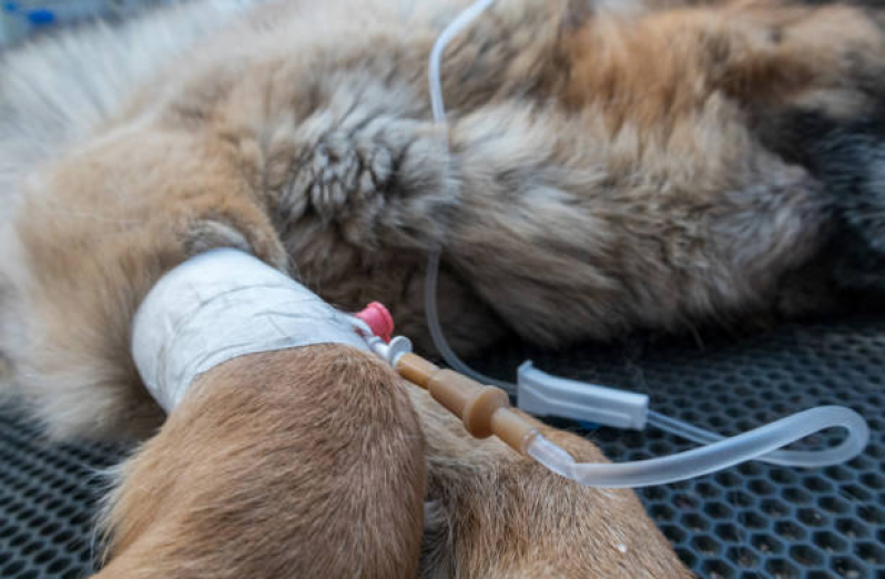 Ozonioterapia para Animais Pequenos Valor Jardim São Marcos - Ozonioterapia para Cães Idosos
