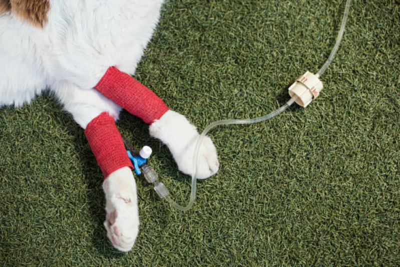 Ozonioterapia para Animais Pequenos Santa Cruz - Ozonioterapia para Cachorro