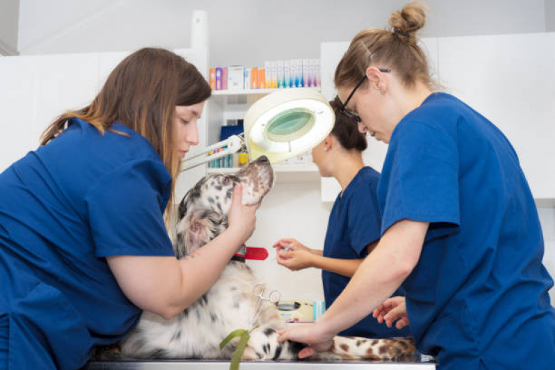 Ozonioterapia para Animais Valor Jardim Proença - Ozonioterapia para Pets