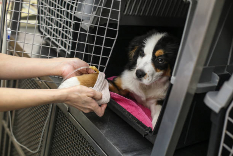 Ozonioterapia para Animais Friburgo - Ozonioterapia para Cachorro
