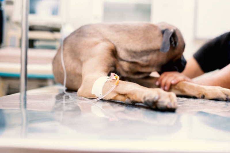 Ozonioterapia para Cachorro Valor Jardim Samambaia - Ozonioterapia para Pets