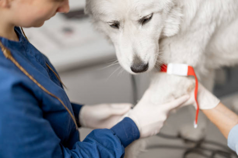 Ozonioterapia para Cachorro Jardim Pacaembu - Ozonioterapia para Cães Idosos