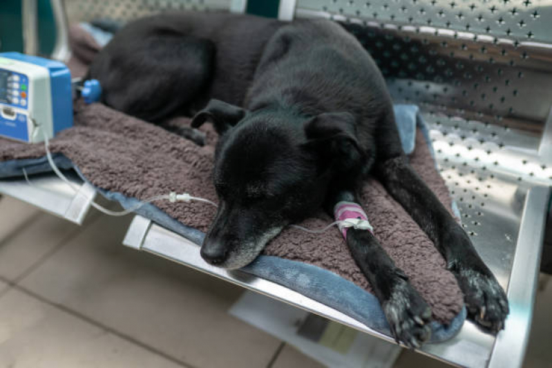 Ozonioterapia para Cães Idosos Valor Botafogo - Ozonioterapia para Pets