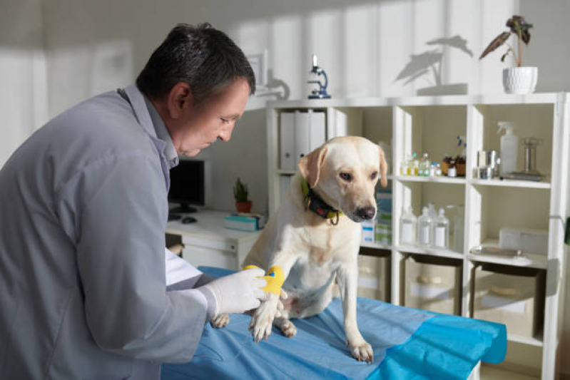 Ozonioterapia para Cães Idosos Parque das Universidades - Ozonioterapia para Cães
