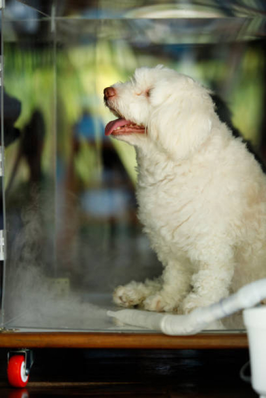 Ozonioterapia para Cães Valor Vila San Martin - Ozonioterapia para Cachorro Campinas