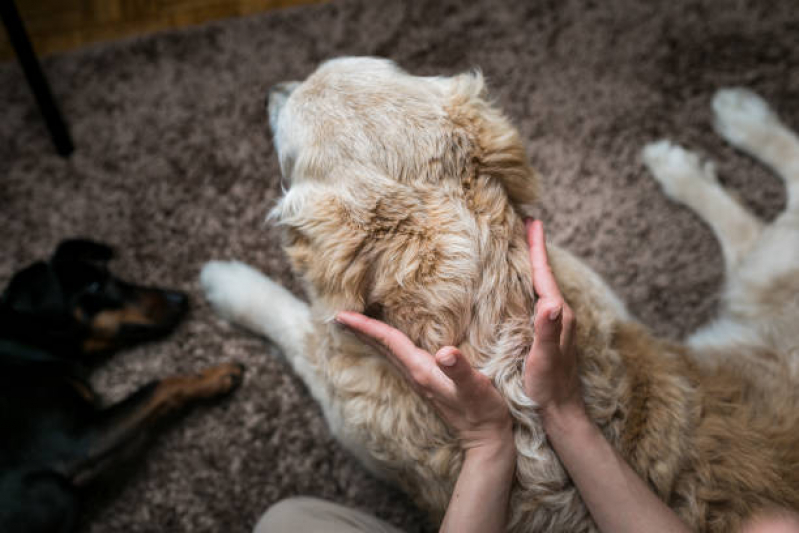Ozonioterapia para Cães Jardim Bandeirantes - Ozonioterapia para Cães Idosos