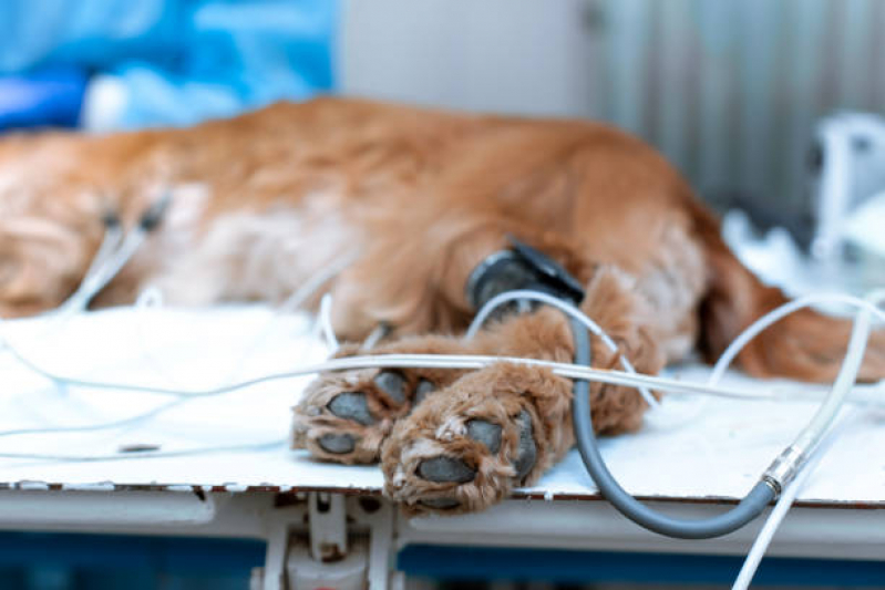 Ozonioterapia para Gatos e Cachorros Valor Jardim Shangai - Ozonioterapia para Cães