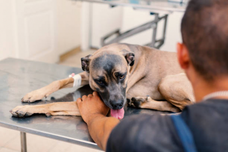 Ozonioterapia para Gatos e Cachorros Jardim Conceição - Ozonioterapia para Cães