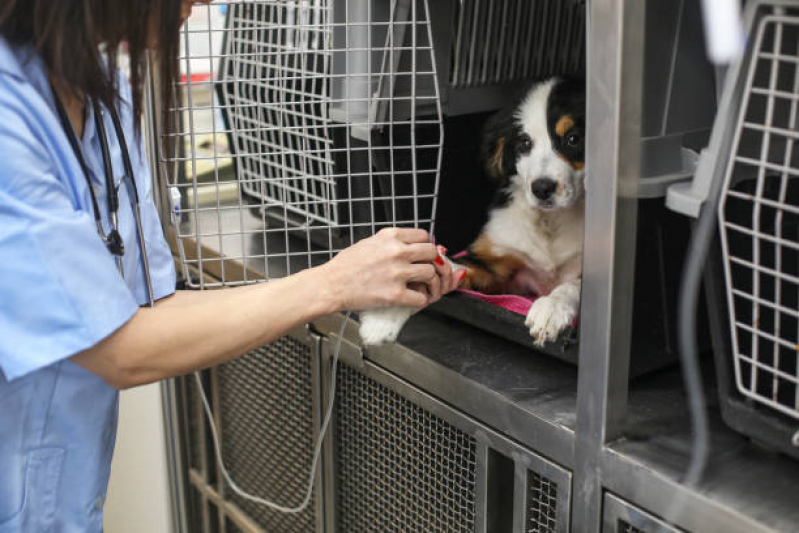 Ozonioterapia para Gatos Valor Parque da Figueira - Ozonioterapia para Cães