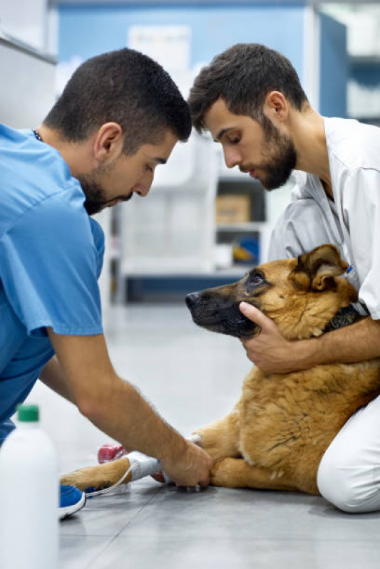 Ozonioterapia para Gatos Parque da Figueira - Ozonioterapia para Cães