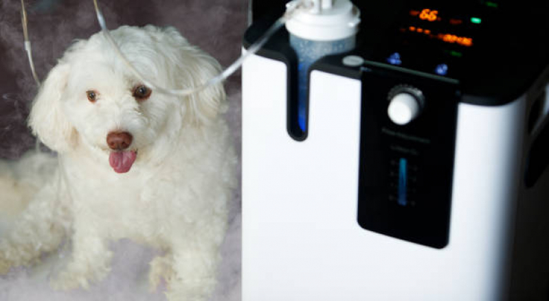 Ozonioterapia para Pets Valor Jardim do Lago - Ozonioterapia para Cachorro