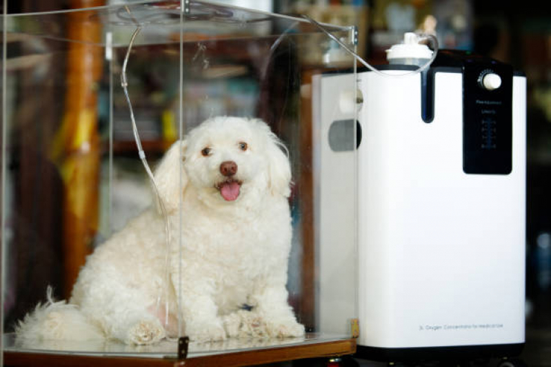 Ozonioterapia para Pets Recanto dos Dourados - Ozonioterapia Cachorro