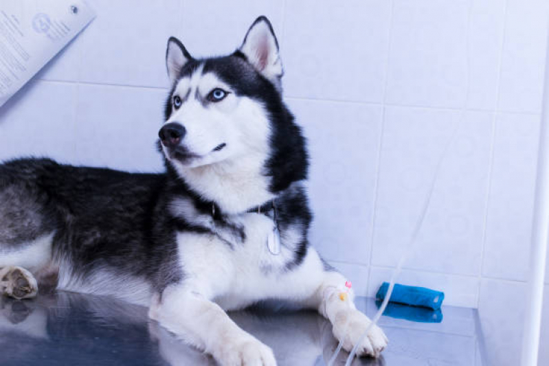 Ozonioterapia Pet Valor Parque das Indústrias - Ozonioterapia para Pets