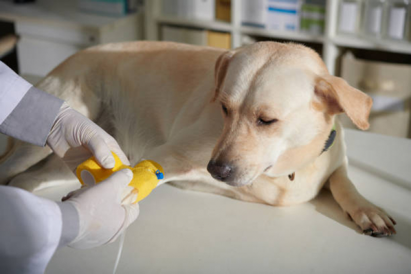 Ozonioterapia Pet Vila União - Ozonioterapia para Cães